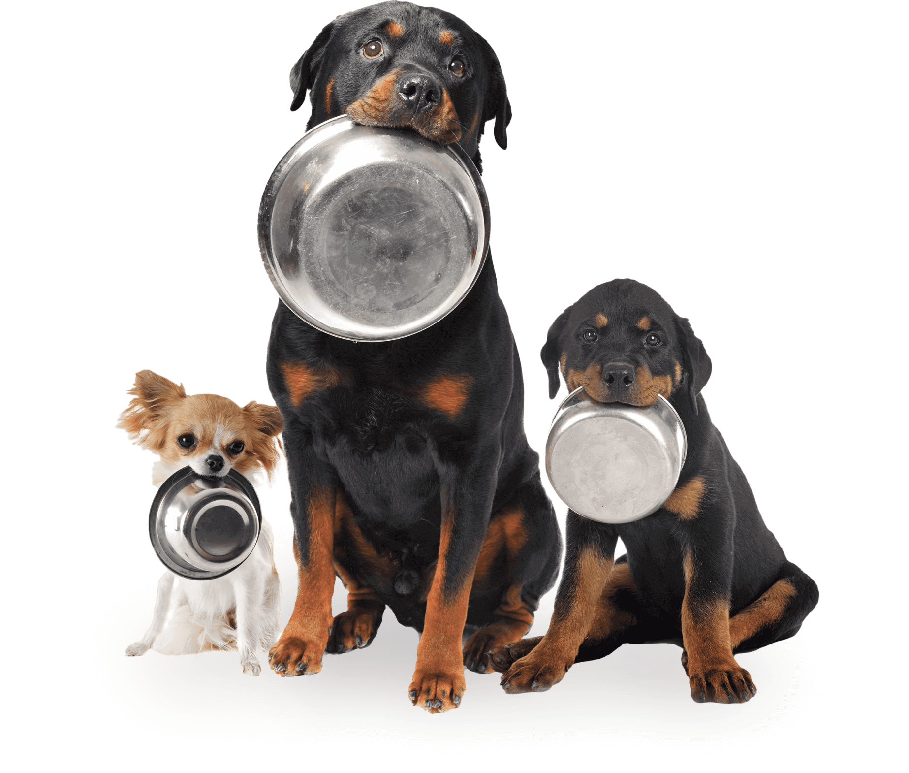 Home 12 rottweilers chihuahua and food bowl 2021 12 09 06 17 17 utc