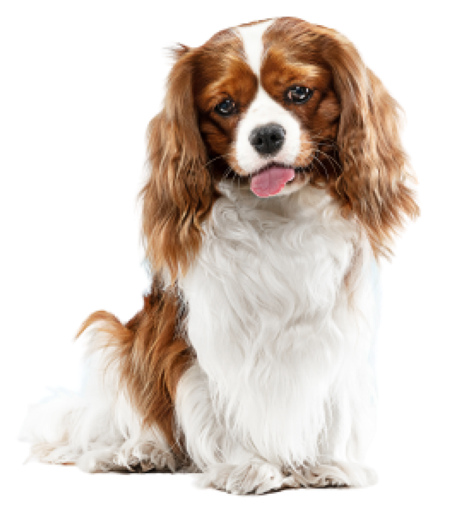 Home 4 spaniel puppy playing studio cute doggy pet is sitting isolated blue background cavalier king charles negative space insert your text image concept movement animal rights 1