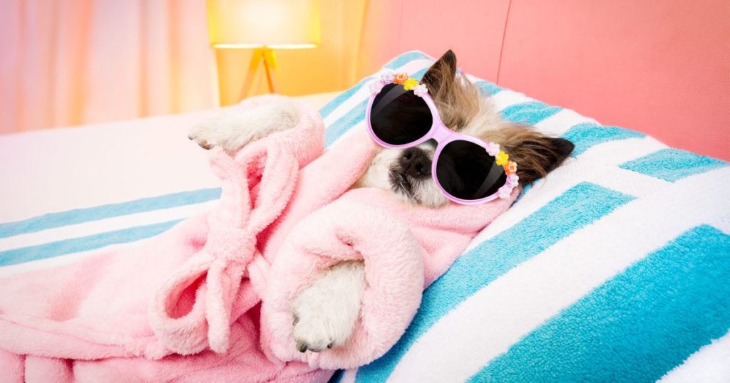 The Daily Bark 3 Massage Is Good for Your Dog 1200x630 1