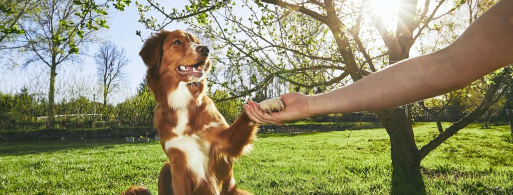 The Daily Bark 1 major benefits of dog training