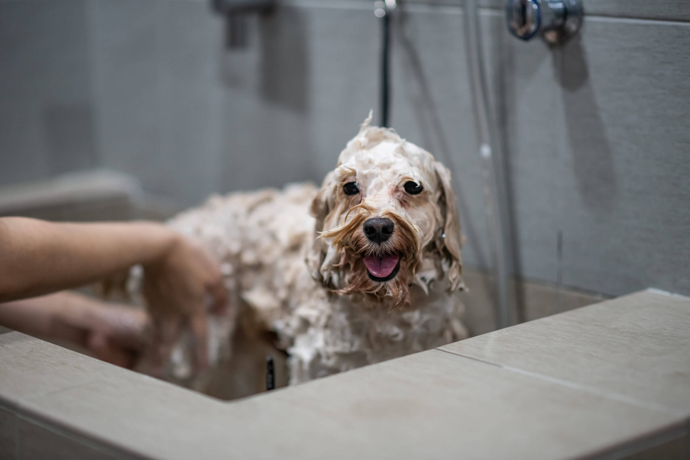 Dog grooming before bath by brushing and detangling a dog’s dry coat to reduce matting and improve overall cleanliness.