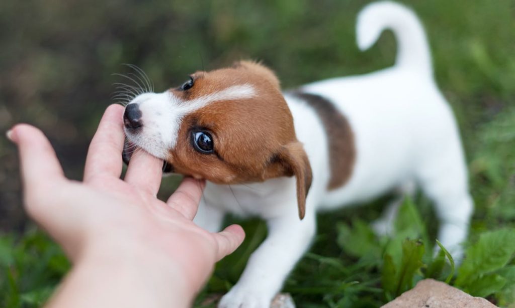 The Daily Bark 3 puppy biting during play as a young puppy gently nibbles a person’s hand