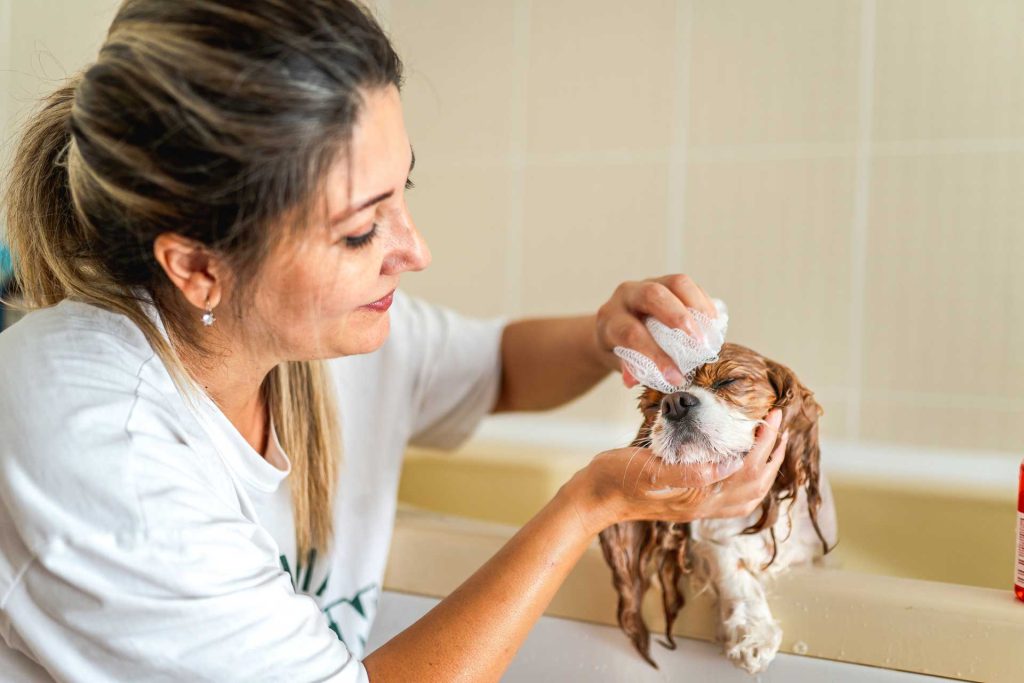 Dog Grooming for Beginners : A Simple Guide for First-Time Pet Parents