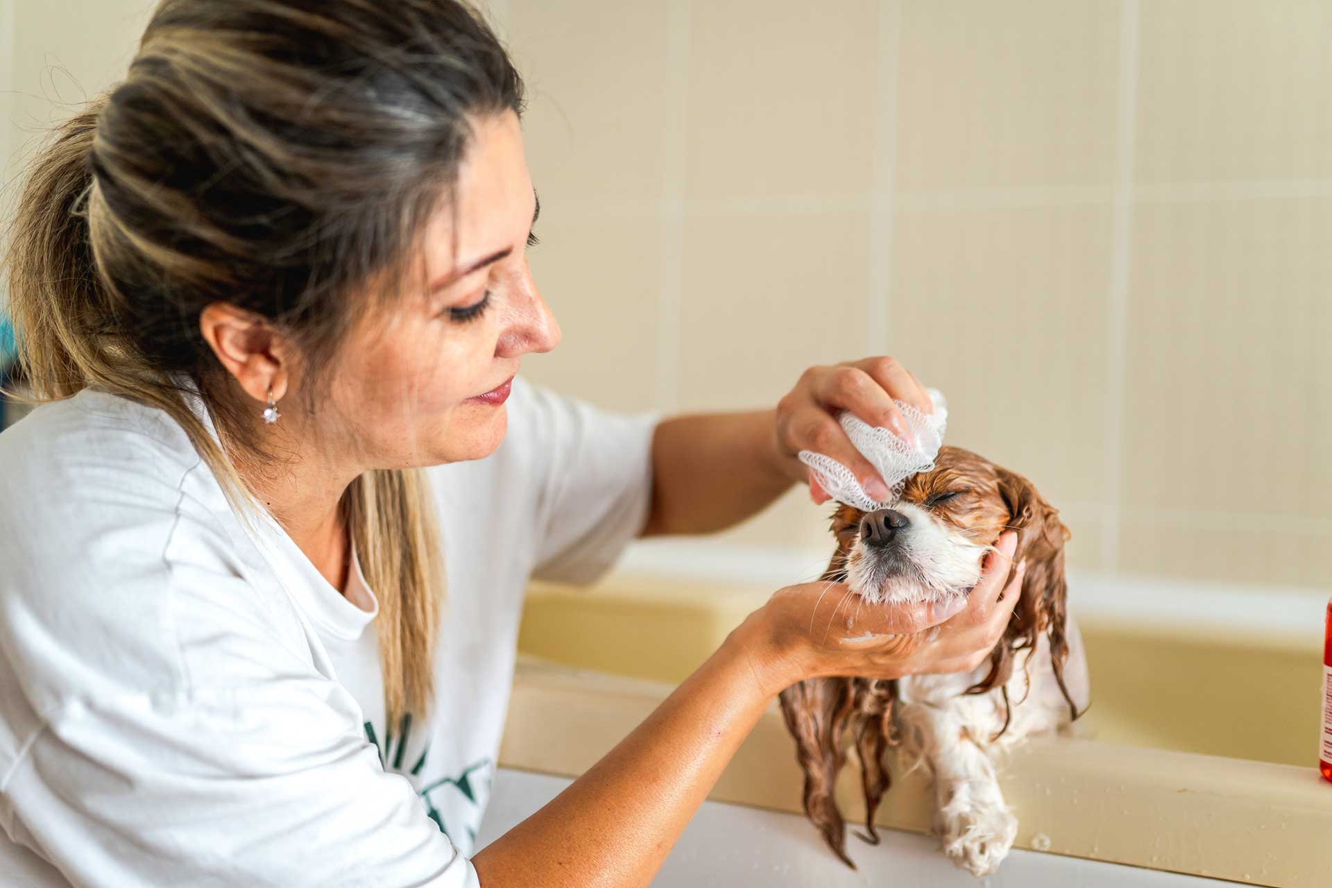 Dog Grooming for Beginners : A Simple Guide for First-Time Pet Parents