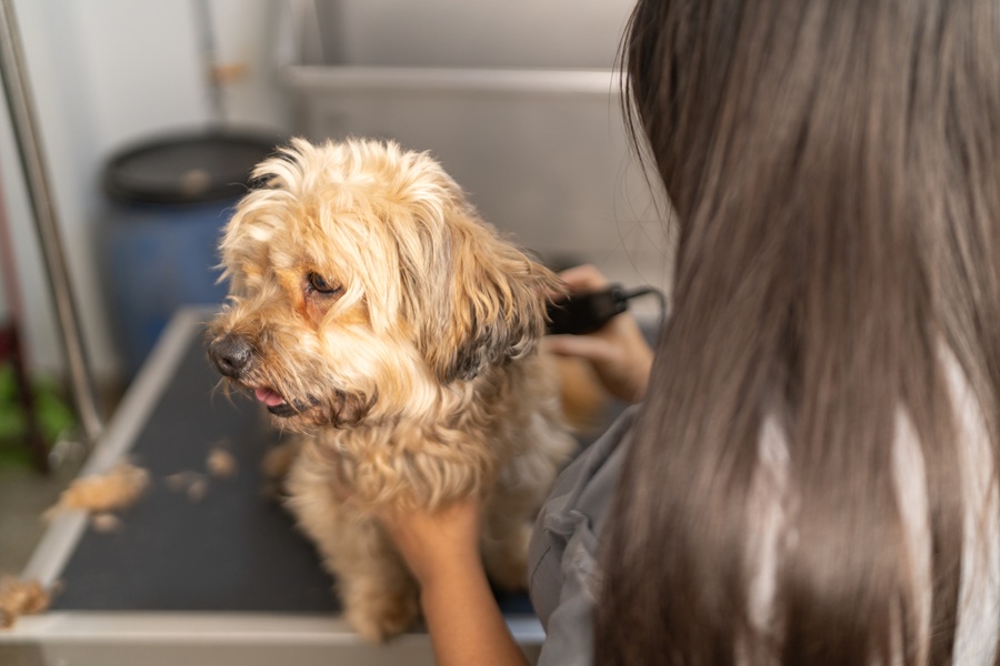 How Grooming Helps Prevent Skin Problems in Dogs