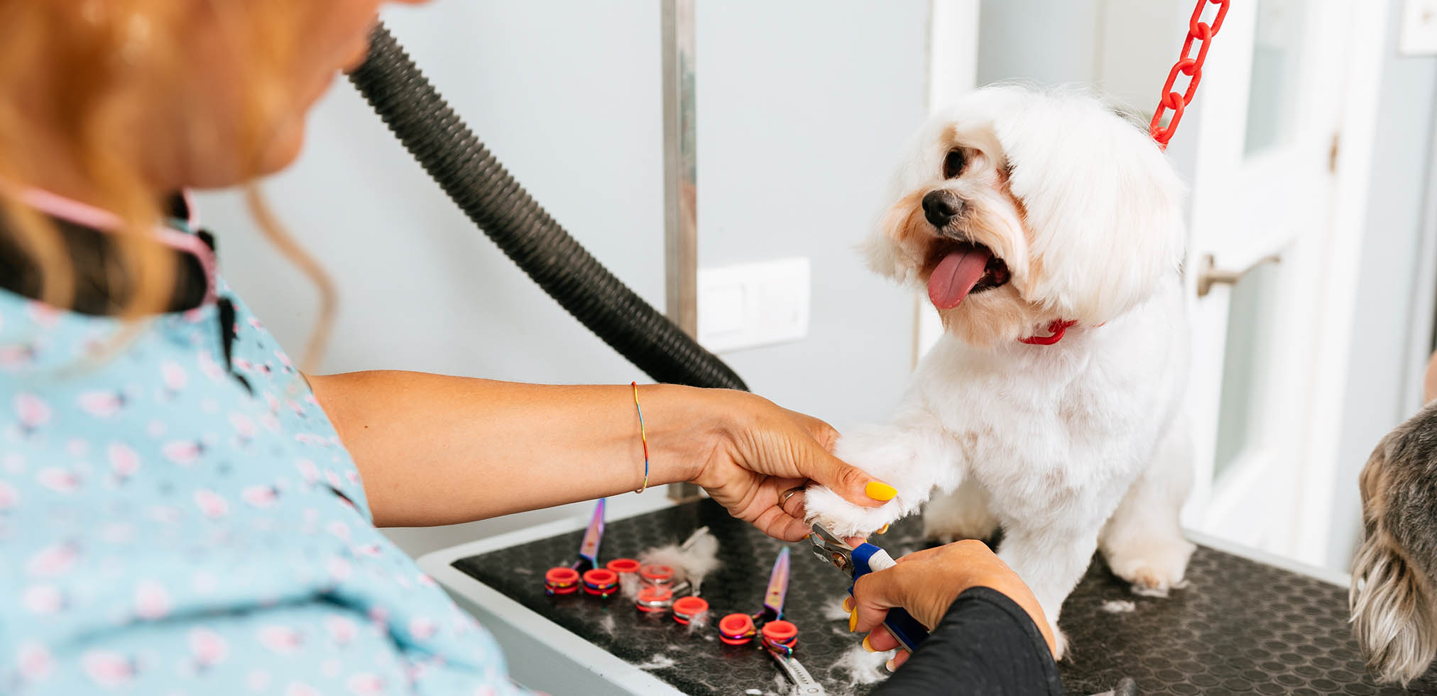 how regular grooming supports your dog’s overall health