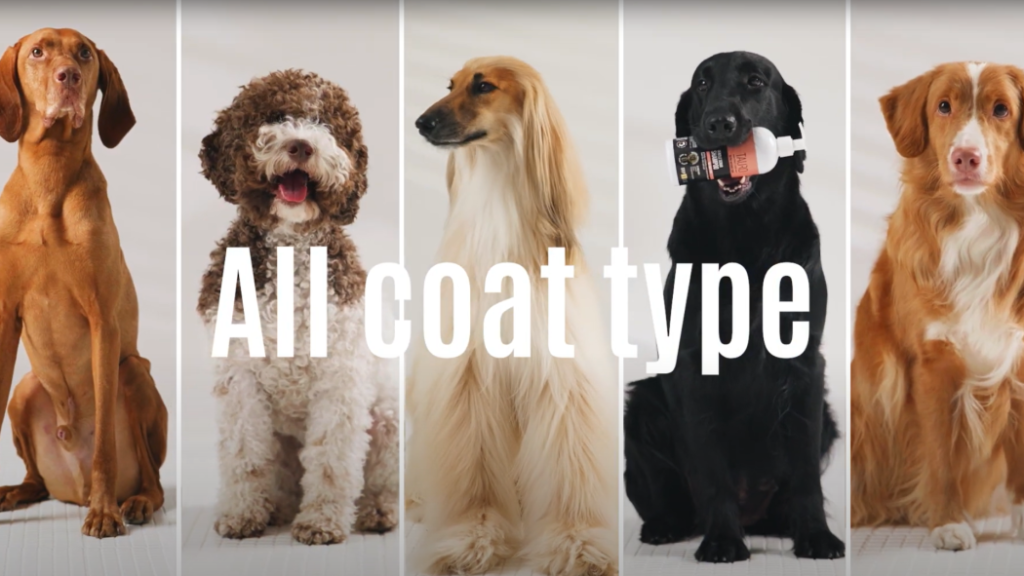 Short Coat vs Long Coat Dogs Grooming