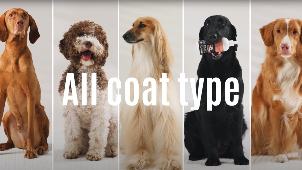 Short Coat vs Long Coat Dogs Grooming
