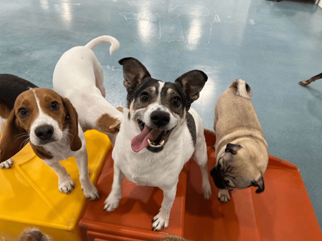 Can Shy or Introverted Dogs Benefit from Doggy Daycare?