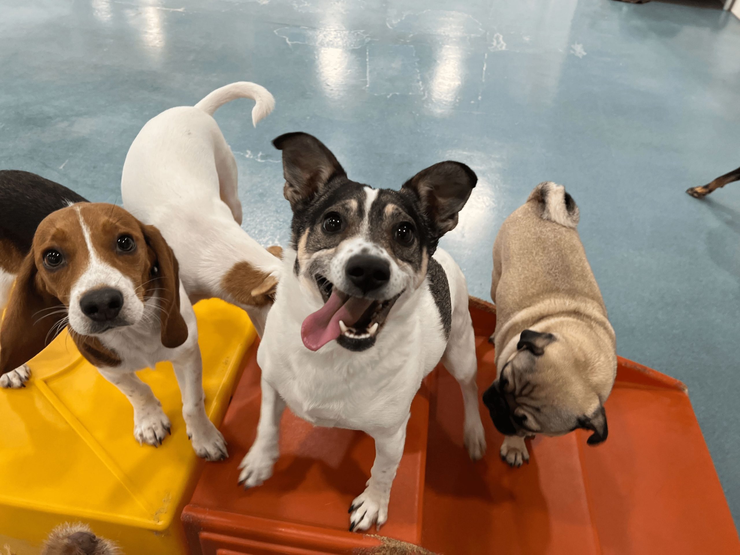 Can Shy or Introverted Dogs Benefit from Doggy Daycare?