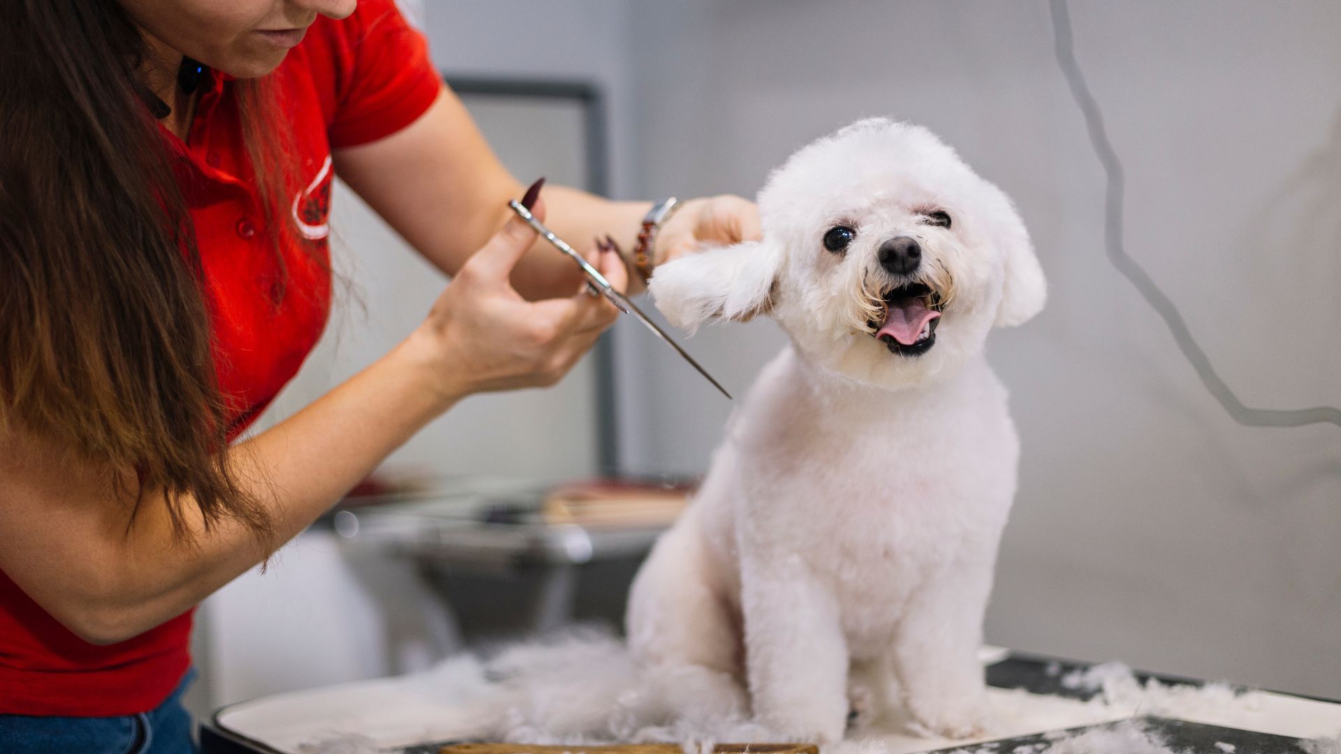 Common Dog Grooming Mistakes Owners Make and How to Avoid Them