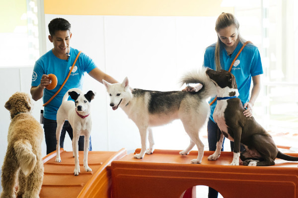Dog Daycare Routine: A Typical Day Explained