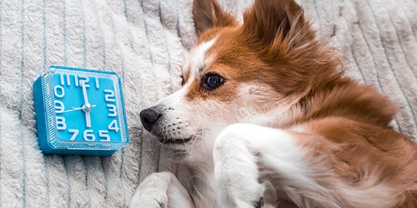 The Daily Bark 3 How a Structured Routine Helps Dogs Feel Safe and Happy