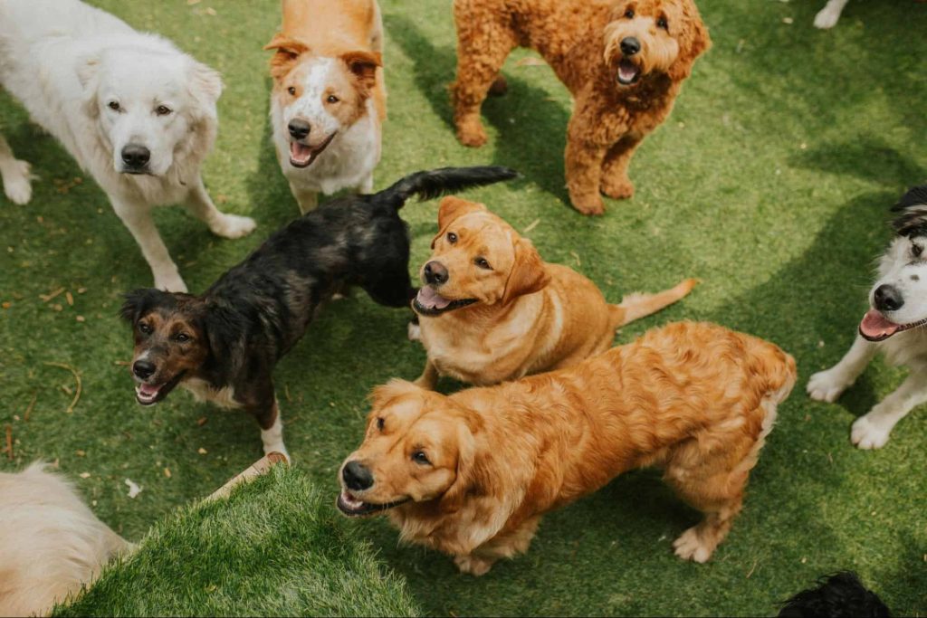 How Doggy Daycare Improves Your Dog’s Social Skills