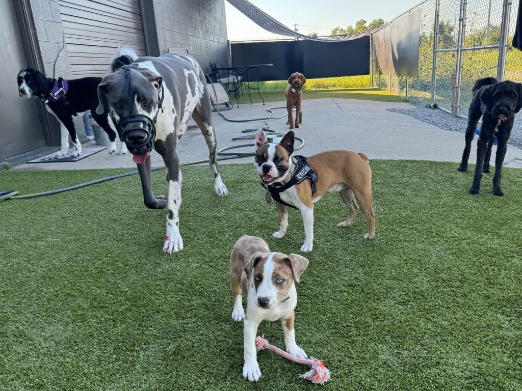 How Often Should Dogs Attend Daycare for Best Results?