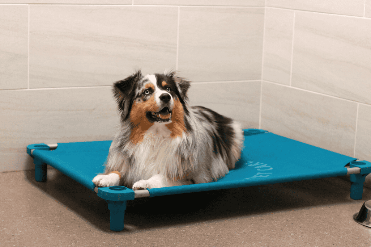 How to Choose the Right Dog Boarding Facility for Your Pet