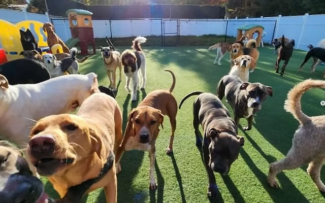 is dog boarding safe