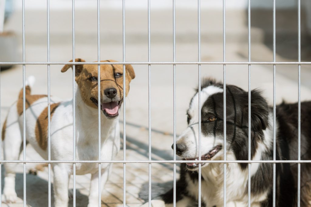 The Daily Bark 2 Preparing Your Dog for Overnight Boarding: A Step-by-Step Guide