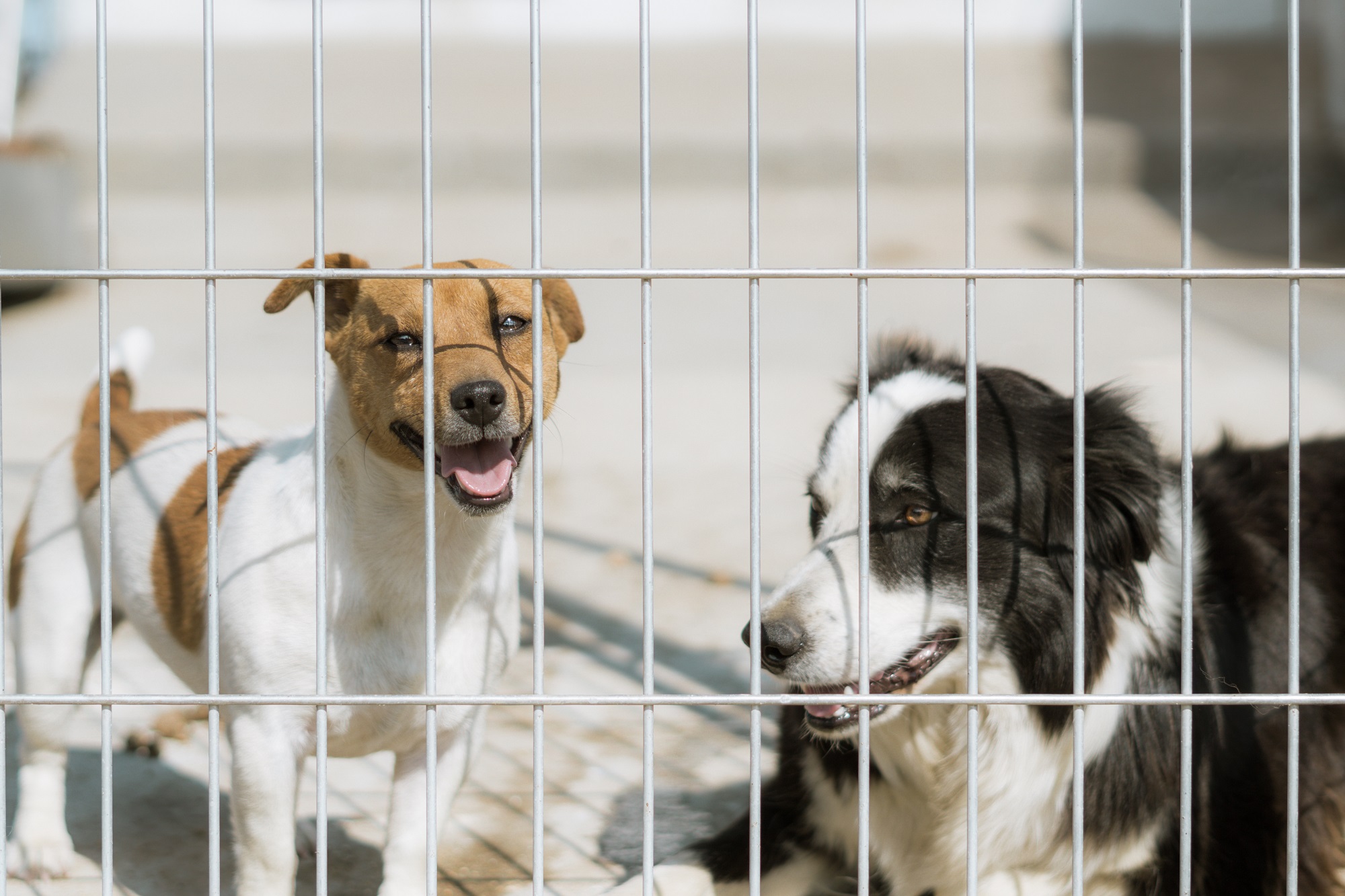 The Daily Bark 7 Preparing Your Dog for Overnight Boarding: A Step-by-Step Guide