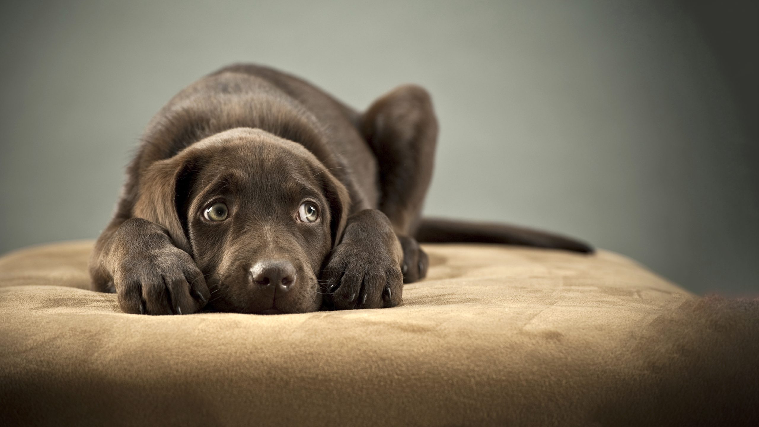 Stress Signs in Dogs and How Proper Care Can Reduce Anxiety