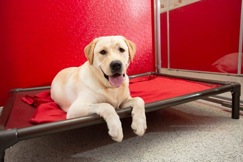 What Makes a Good Dog Boarding Environment? Key Things to Look For