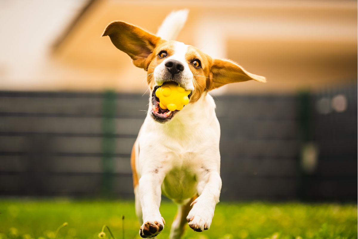 Why Doggy Daycare Is Great for High-Energy Dogs