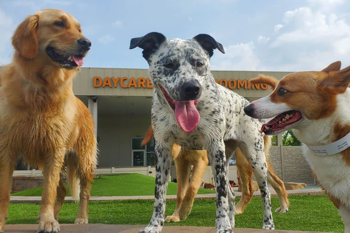 The Daily Bark 6 why dogs thrive better in supervised care environments